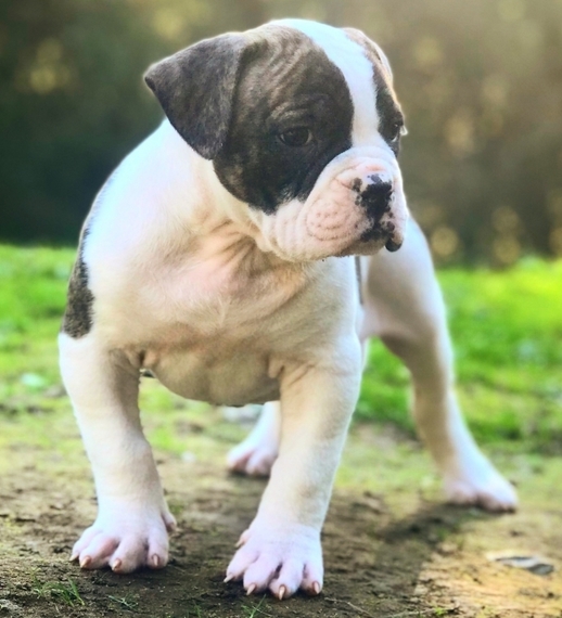 small american bulldog