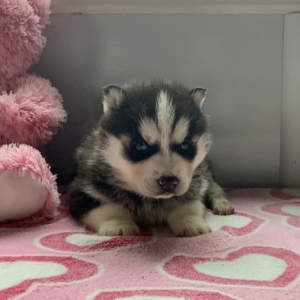 Frosty A Black White Male Siberian Husky Puppy 633209 Puppyspot