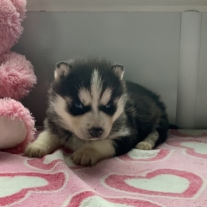 Frosty A Black White Male Siberian Husky Puppy 633209 Puppyspot