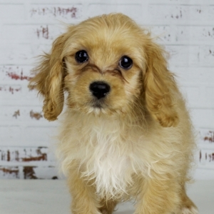cavapoo teddy
