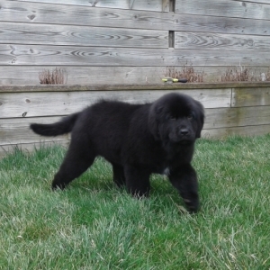 9 week old newfoundland puppy
