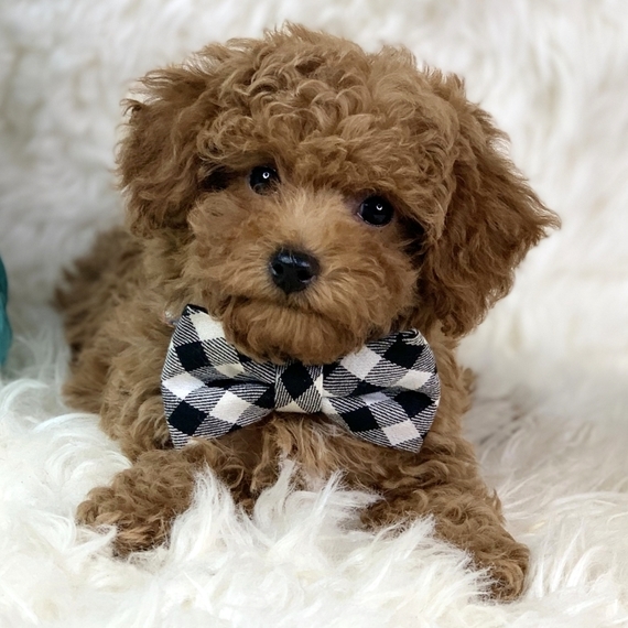 Houston, a Red Male Poodle Puppy 635549 PuppySpot