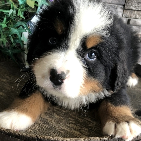 bernese mountain dog playing