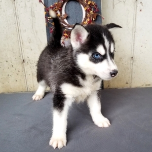 puppyspot husky