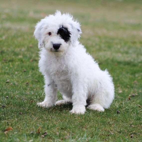 baby portuguese water dog