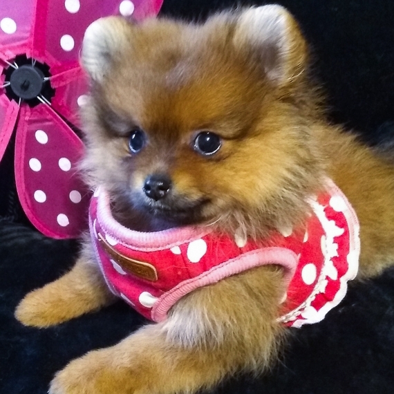 red pomchi