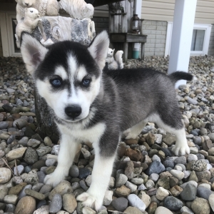 puppyspot husky