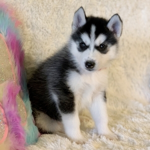 puppyspot husky