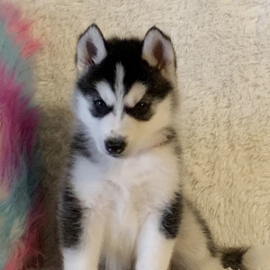 puppyspot husky
