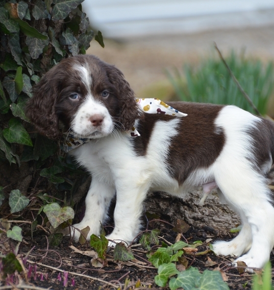 Monte, a Liver & White Male English Springer Spaniel Puppy 641449