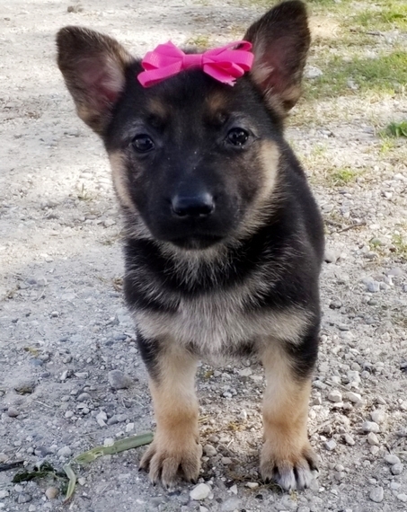 Emmie A Black Tan Female German Shepherd Dog Puppy 644279 Puppyspot