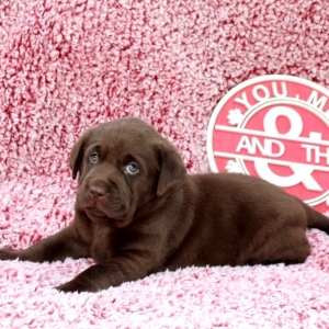 labrador retriever junior