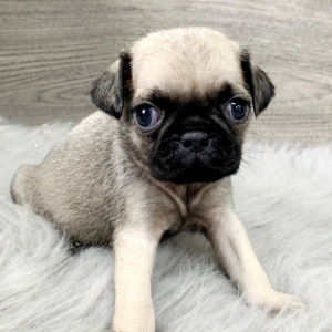 where can you buy a pug puppy