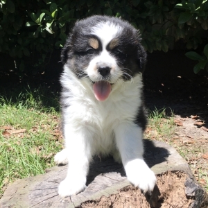 puppyspot australian shepherd