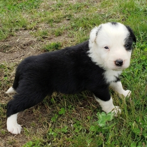 Maiko Chiot Border Collie Plus Chiens Border Collie Puppies Collie Puppies Collie Dog