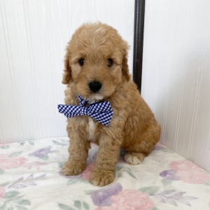 apricot aussiedoodle