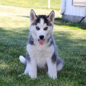 a husky puppy