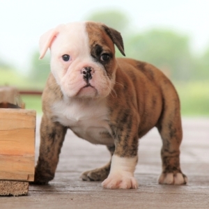 victorian dog registration