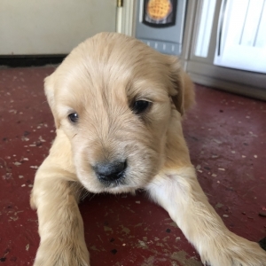 Covey A Golden Male Golden Retriever Puppy 647399 Puppyspot