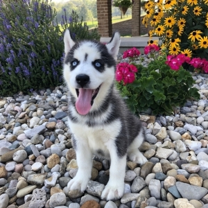 puppyspot husky