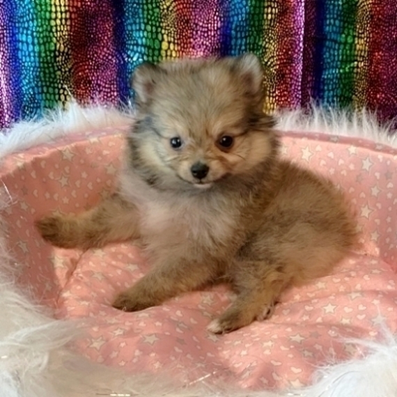 Peaches Pomeranian Puppy 649129 PuppySpot