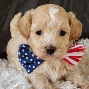 maltipoo 6 weeks old