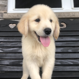 golden retriever puppies big island hawaii