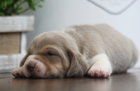 silver beagles for sale