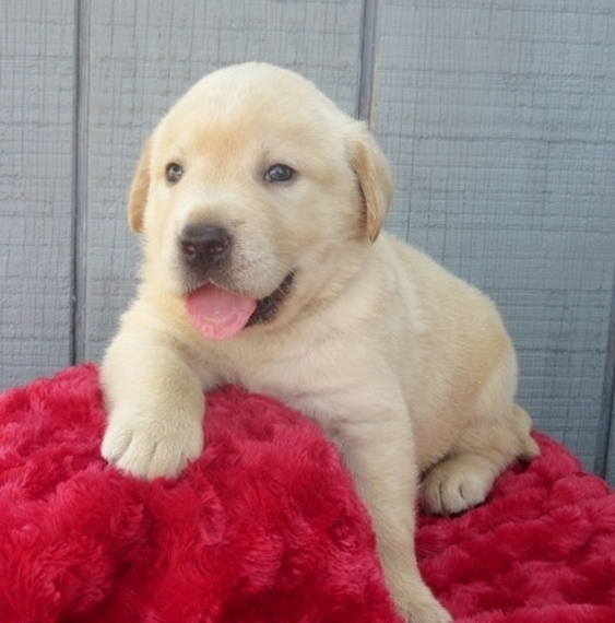 Cowboy A Yellow Male Labrador Retriever Puppy 649919 Puppyspot