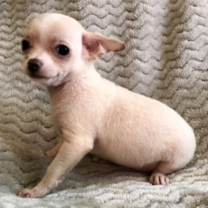 chi chi puppies for sale