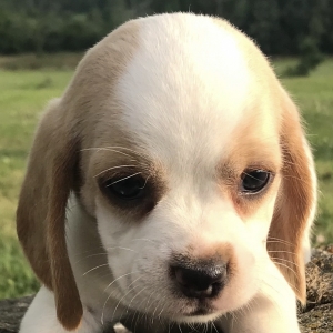 Vixen Beagle Puppy 650169 Puppyspot