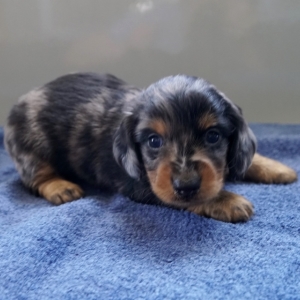 silver dapple dachshund puppies