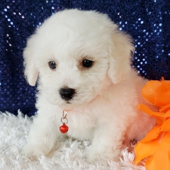 bichon puppy love