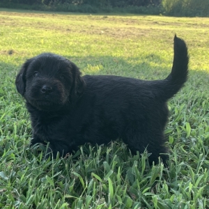 labradoodle newfoundland
