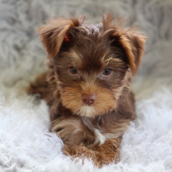chocolate morkie
