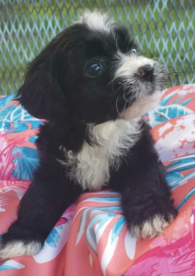 cockapoo border collie mix