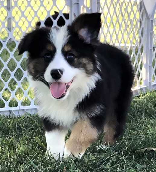 Tommy, a Tri Male Auggie Puppy 655319 PuppySpot