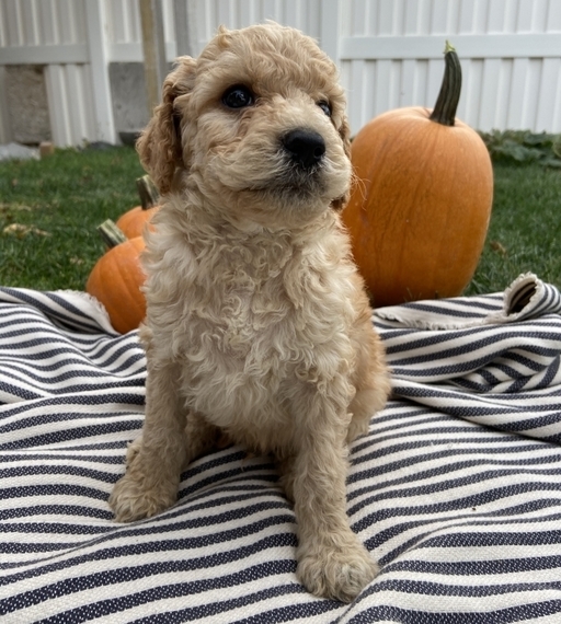charlie goldendoodle