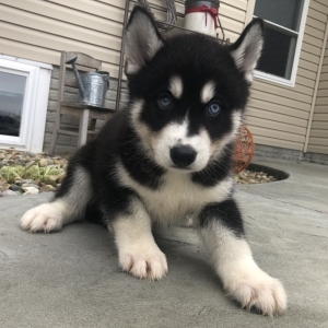 Zack A Black White Male Siberian Husky Puppy 657419 Puppyspot