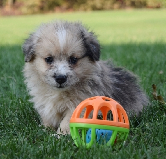 Paxton Puppy 657639 PuppySpot