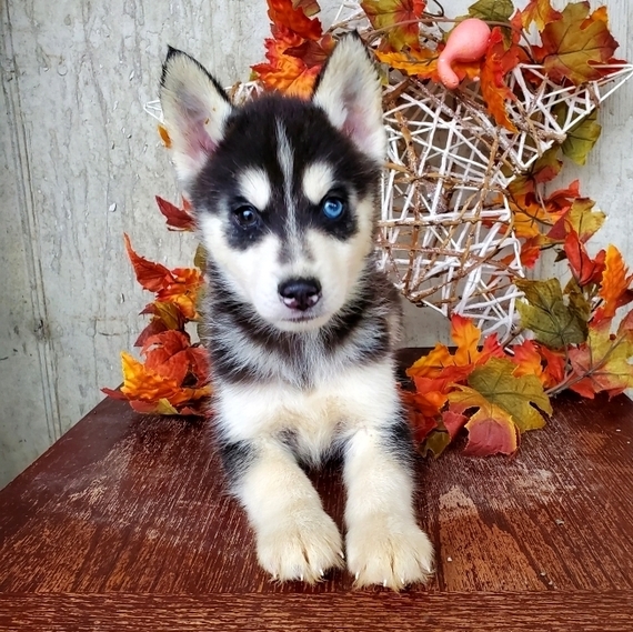 Winston A Black White Male Siberian Husky Puppy 658019 Puppyspot