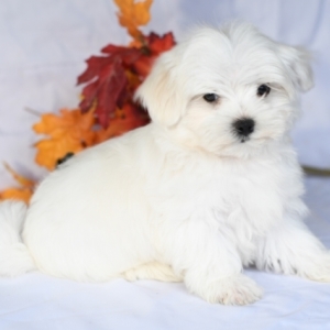 puppyspot maltese