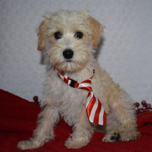 Schnoodle Puppy Elijah