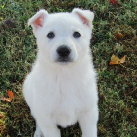 Indy, a White Male German Shepherd Dog Puppy 660269 PuppySpot
