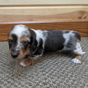 silver dachshund puppies