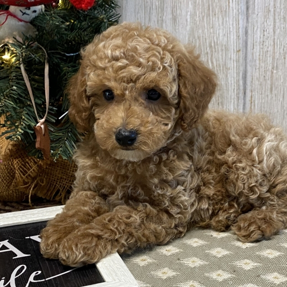 harmony miniature poodles