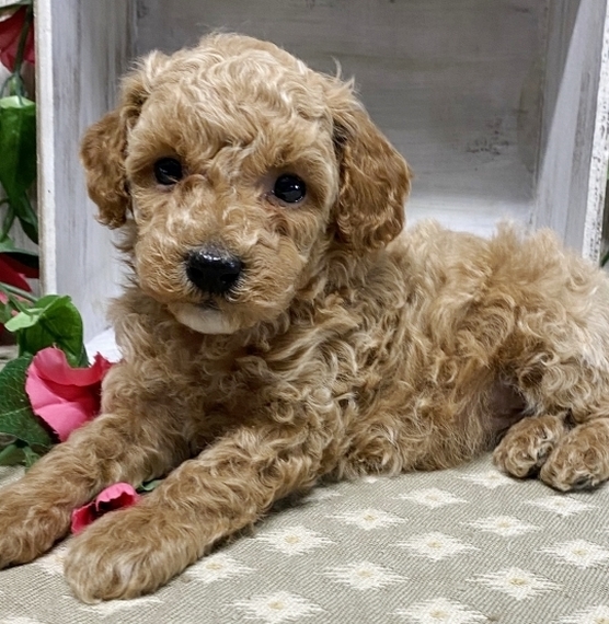 harmony miniature poodles