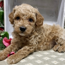 harmony miniature poodles