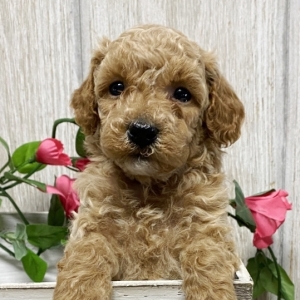 harmony miniature poodles