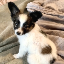 papillon puppies for sale trading post